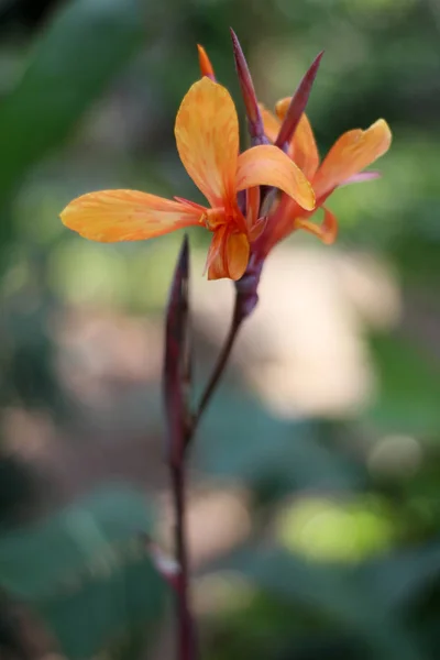 Bahçede portakal ve kırmızı çiçek şube