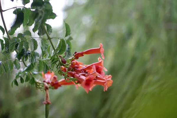 Ramo Flores Vermelhas Jardim — Fotografia de Stock