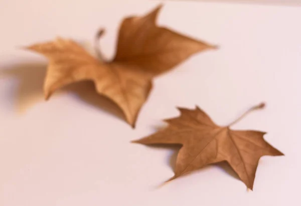 Nötr arka plan üzerinde güzel kuru sonbahar yaprakları