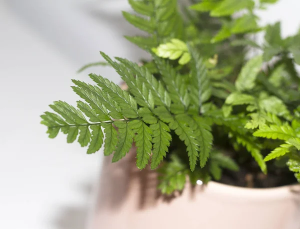 Beautiful leaf of fern on white background