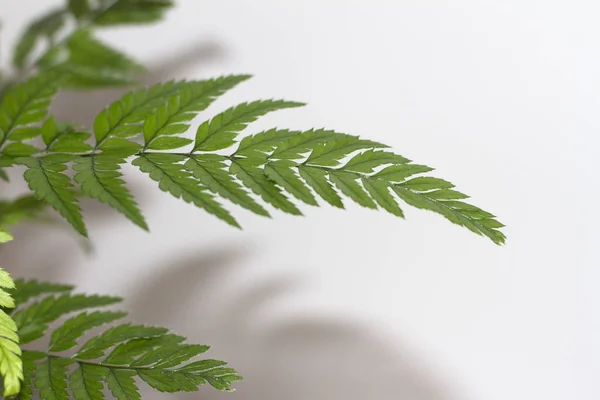 Beautiful leaf of fern on white background