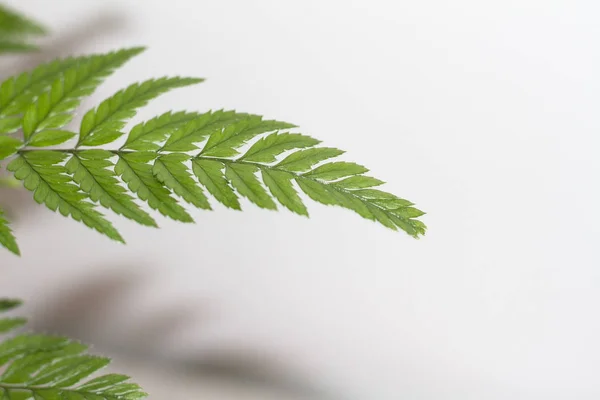 Fern beyaz arka plan üzerinde güzel yaprak