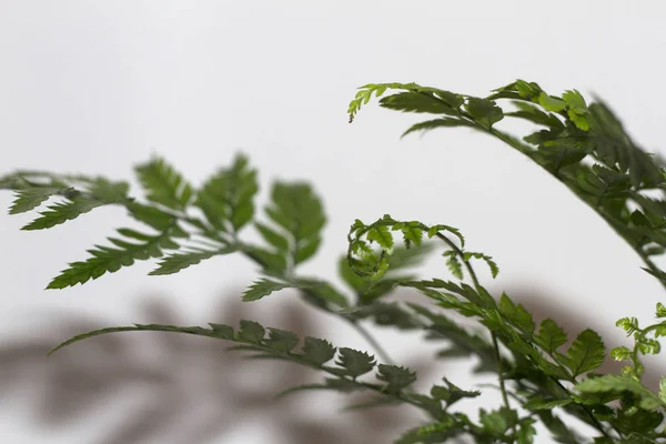 Fern beyaz arka plan üzerinde güzel yaprak