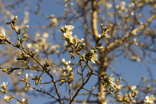 Mavi bir gökyüzü üzerinde çiçek badem şube