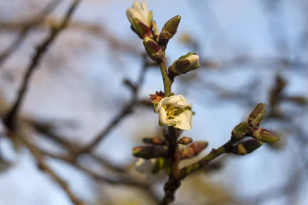 Mavi bir gökyüzü üzerinde çiçek badem şube