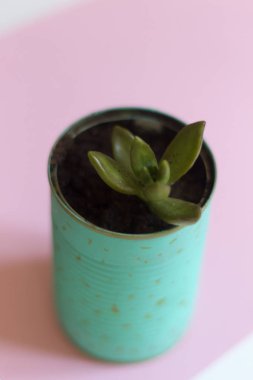 Nötr arka plan üzerinde bir zanaat tencerede küçük kaktüs