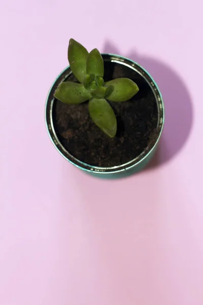 Nötr arka plan üzerinde bir zanaat tencerede küçük kaktüs