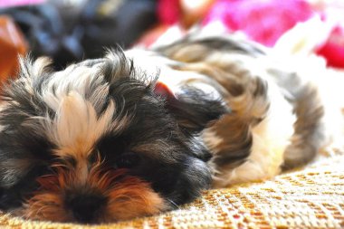 Yavru köpek cins. Lanet olsun.