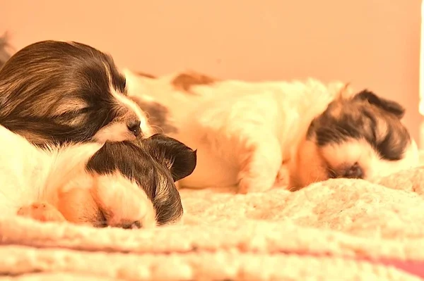 Filhote Cachorro Dormindo Mês — Fotografia de Stock