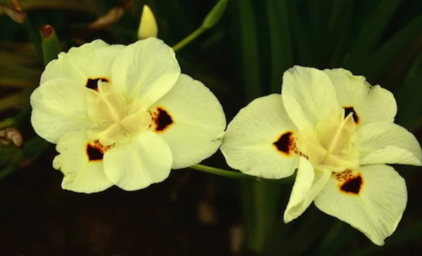 Jardin Botanico Bogota Flor Exotiku — Stock fotografie