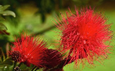 Kolombiya çiçekleri - Bogota Kolombiya Botanik bahçesi 33