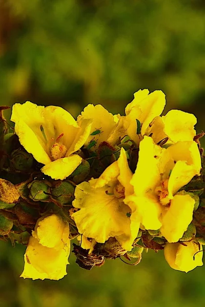 Fleurs Colombiennes Jardin Botanique Bogota Colombie — Photo