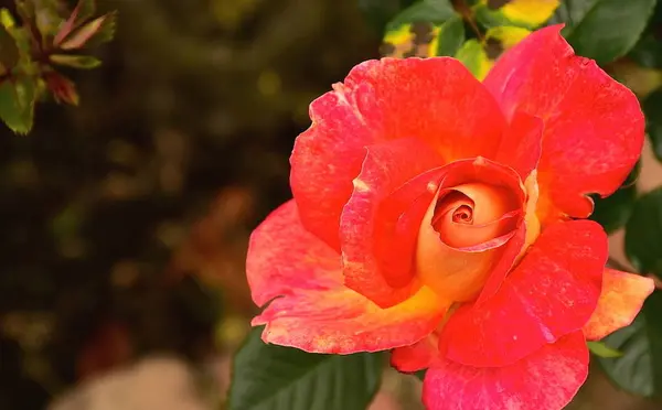 Κολομβιανά Λουλούδια Βοτανικός Κήπος Του Bogen Κολομβία — Φωτογραφία Αρχείου