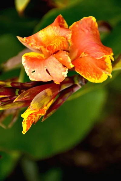 Kolumbijské Květiny Botanická Zahrada Boská Kolumbie — Stock fotografie