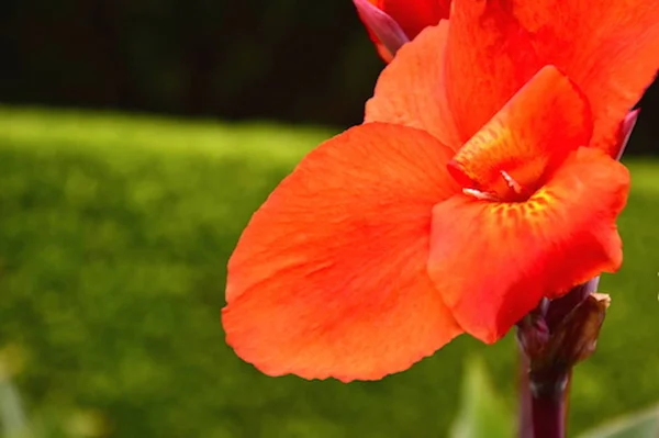 Kolumbijské Květiny Botanická Zahrada Boská Kolumbie — Stock fotografie