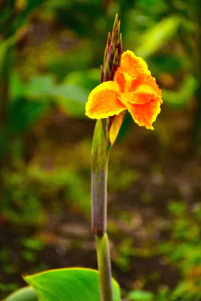 Kolumbijské Květiny Botanická Zahrada Boská Kolumbie — Stock fotografie