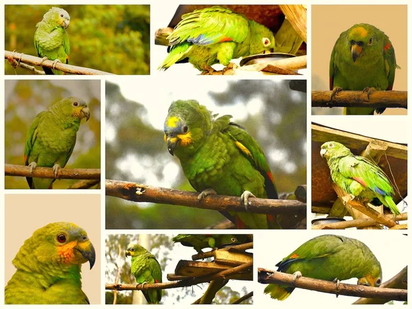 Mosaic Parrots Tree — Stock Photo, Image