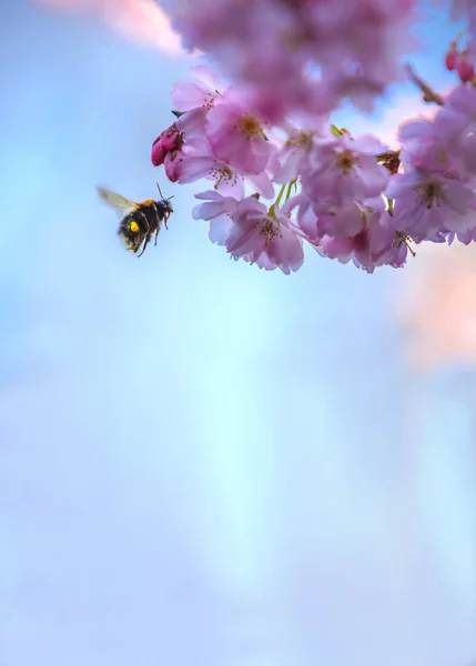 Virágzó Egy Méh Tavasz — Stock Fotó