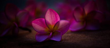 Plumeria pembe çiçek arka plan