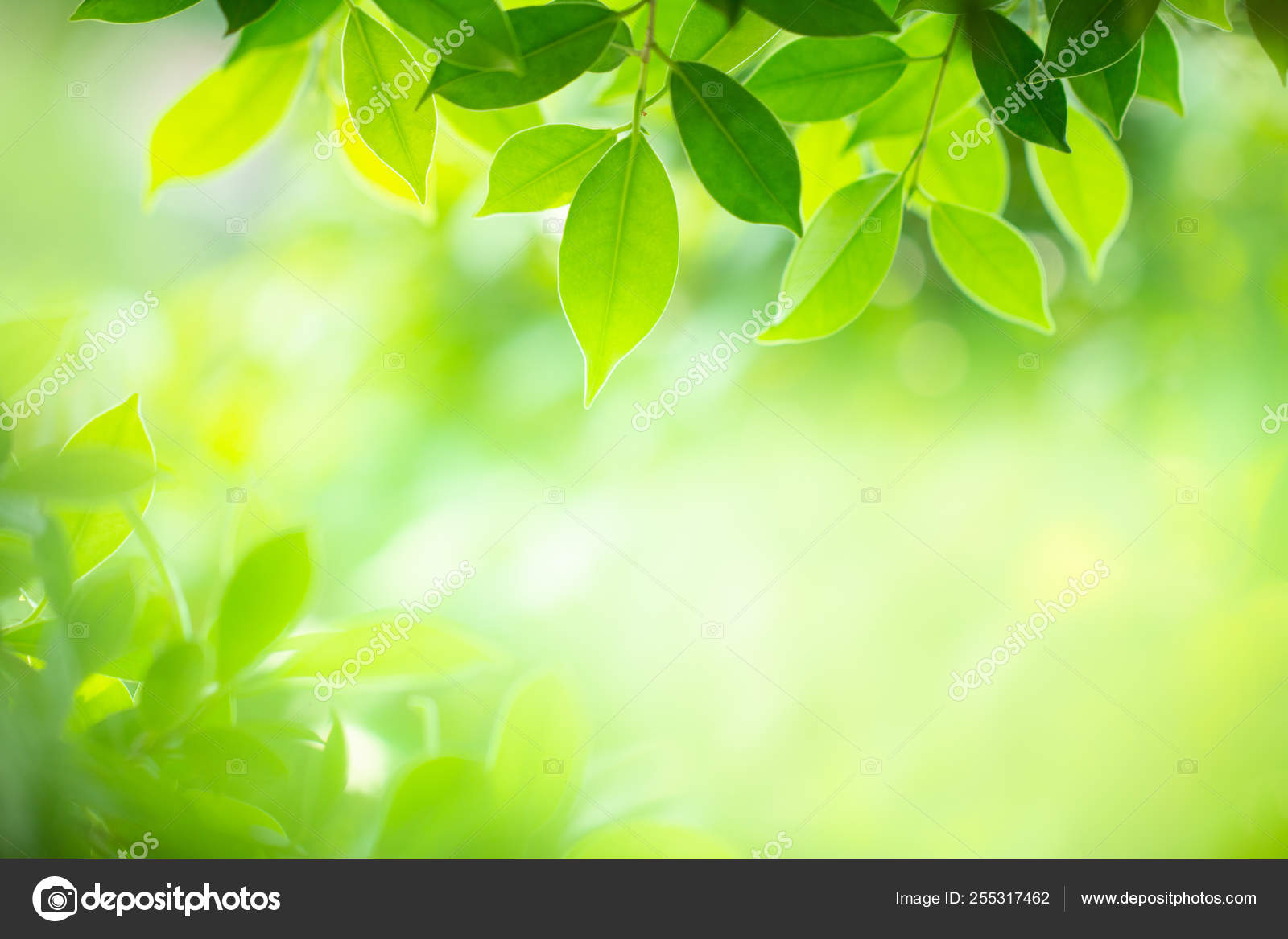 Green Nature Background Closeup Green Leaf Blurry Bokeh Background Natural  Stock Photo by ©thecop_nn 255317462