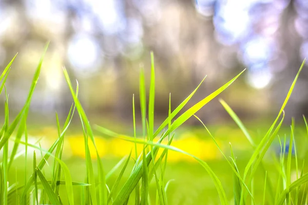 Groen Gras Abstracte Achtergrond — Stockfoto