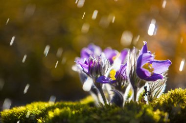 gün doğumunda yağmur damlalarında güzel çiçekler