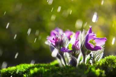gün doğumunda yağmur damlalarında güzel çiçekler