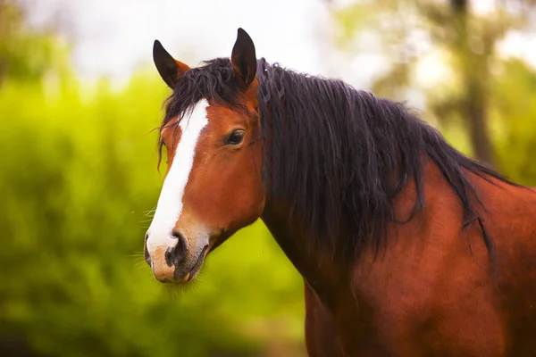 Portrait Beau Cheval Dans Nature — Photo