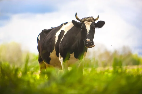 Красива Корова Літньому Зеленому Полі — стокове фото