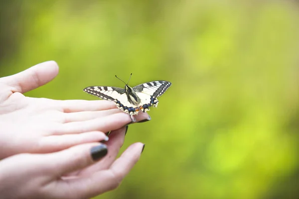 Schmetterling Dschungel Die Schönheit Der Natur — Stockfoto