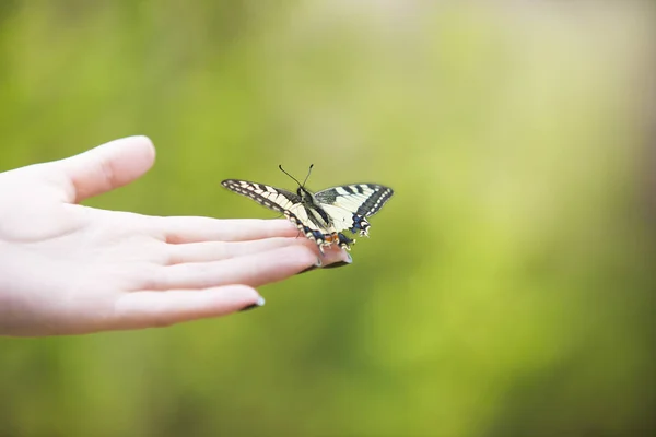 Schöner Schmetterling Auf Einer Jungen Weiblichen Hand Der Natur — Stockfoto