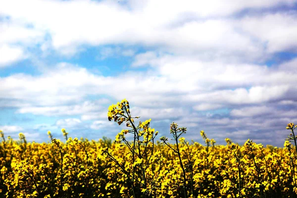 Campo Verde Com Flores Amarelas Contra Céu Azul Nublado — Fotografia de Stock