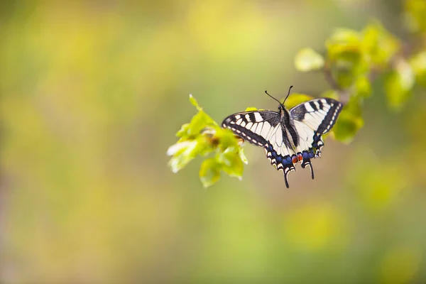 Bella Farfalla Siede Ramo Uno Sfondo Sfocato Della Natura — Foto Stock