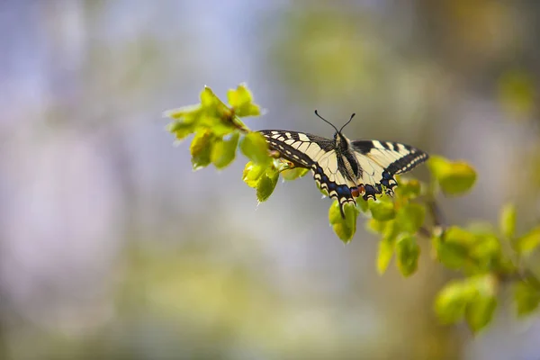 Güzel Kelebek Doğanın Bulanık Bir Arka Plan Üzerinde Bir Dal — Stok fotoğraf