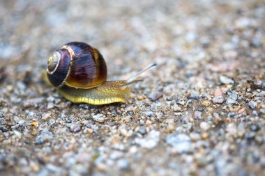 asfalt yol boyunca sürünen bahçede güzel salyangoz