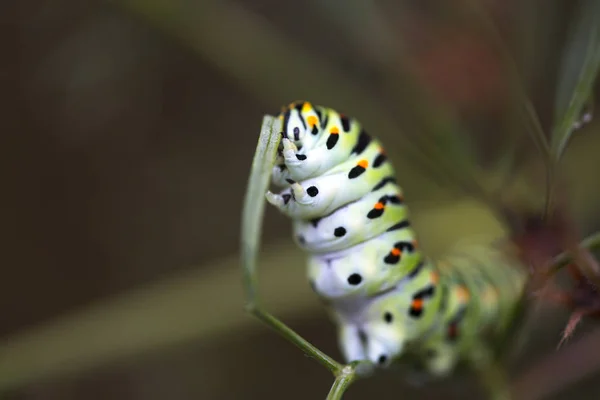 Beautiful colorful caterpillar is eating a leaf