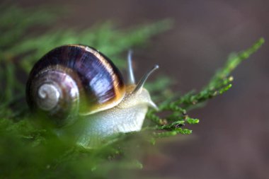 bahçede güzel salyangoz bir ağaç dalı üzerinde sürünen