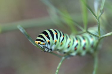 Bulanık arka planlı bir yaprak üzerinde güzel renkli tırtıl