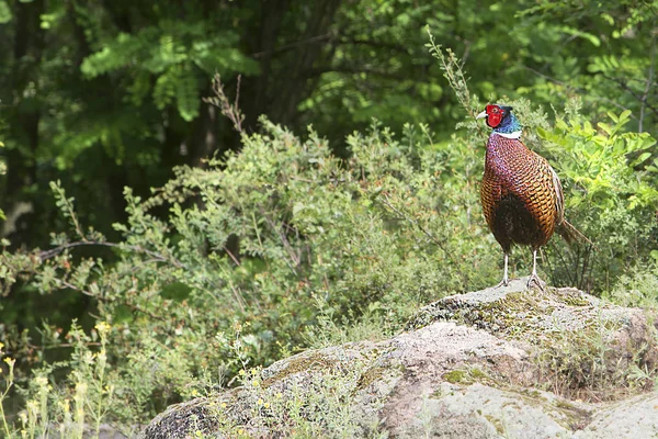 Beautiful Wild Pheasant Sitting Stones Background Forest — Stock Photo, Image