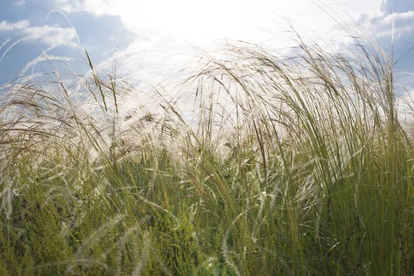 Veld Van Veren Gras Stralen Van Zonsondergang Lucht — Stockfoto