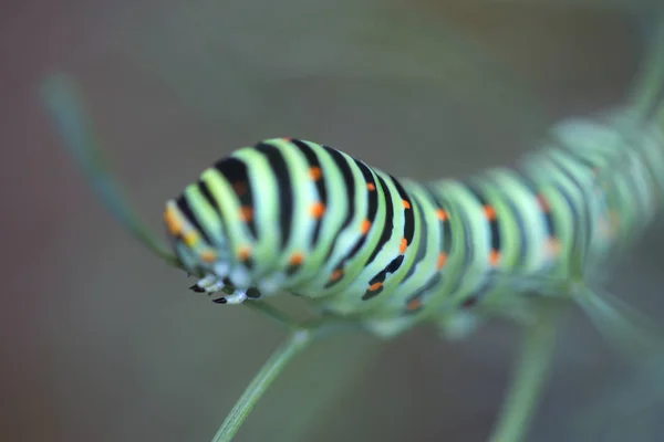 배경과 아름다운 다채로운 애벌레 — 스톡 사진