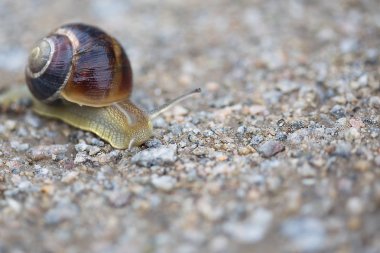 yol boyunca sürünen bahçede güzel salyangoz