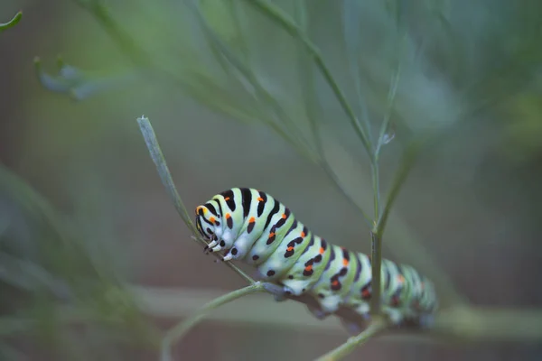 Hermosa Oruga Colorida Una Hoja Con Fondo Borroso —  Fotos de Stock