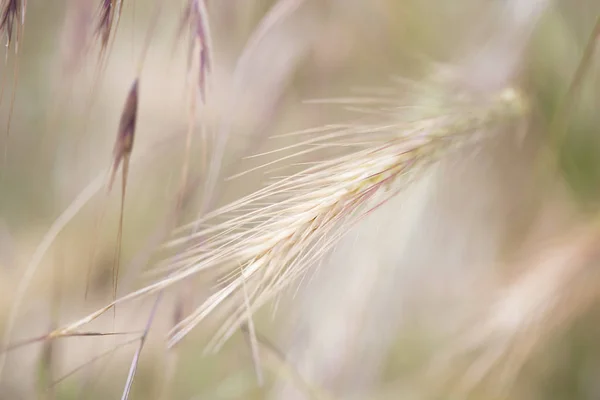 Spikelets Pszenicy Owsa Niewyraźne Tło Pola — Zdjęcie stockowe