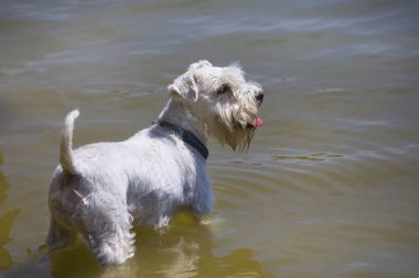 güneşli bir sıcak gün Terrier doğurmak köpek yüzerler