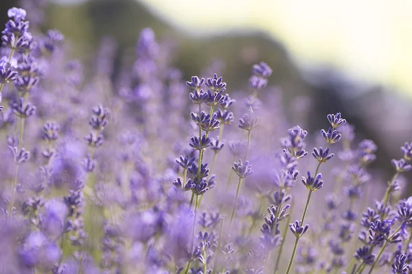 Campo Flores Lavanda Fundo Natural — Fotografia de Stock