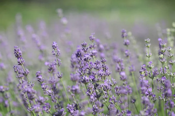 Campo Flores Lavanda Fundo Natural — Fotografia de Stock