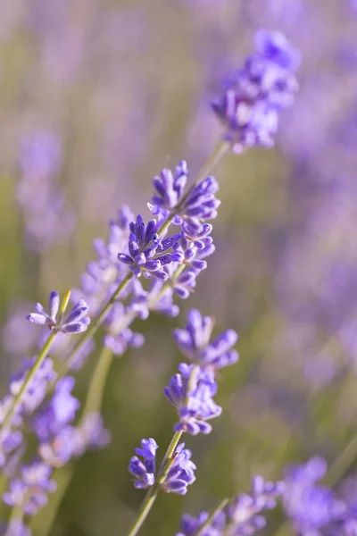 Field Lavender Flowers Natural Background — Stock Photo, Image