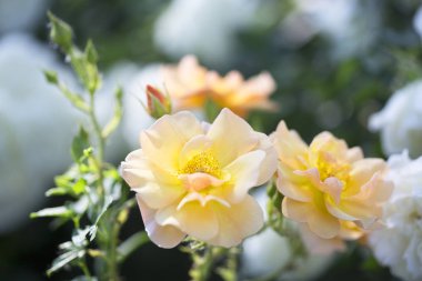 Çalı tomurcukları ile sarı güller açan. Doğal arka plan