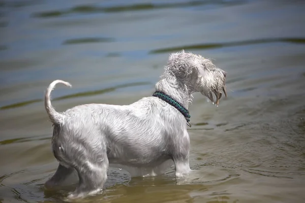güneşli bir sıcak gün Terrier doğurmak köpek yüzerler